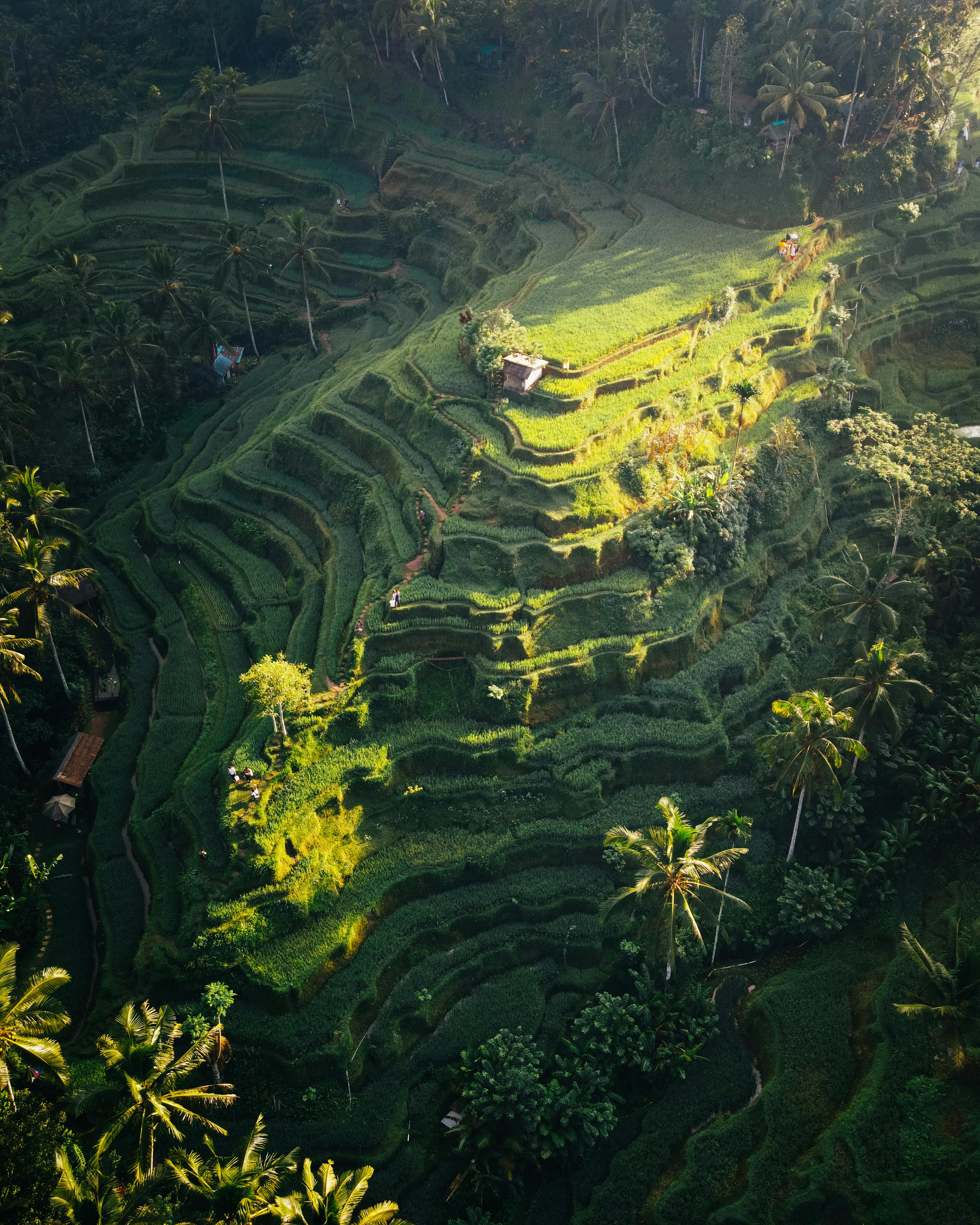 Bali rice terraces showcasing traditional sustainable agriculture and Tri Hita Karana philosophy